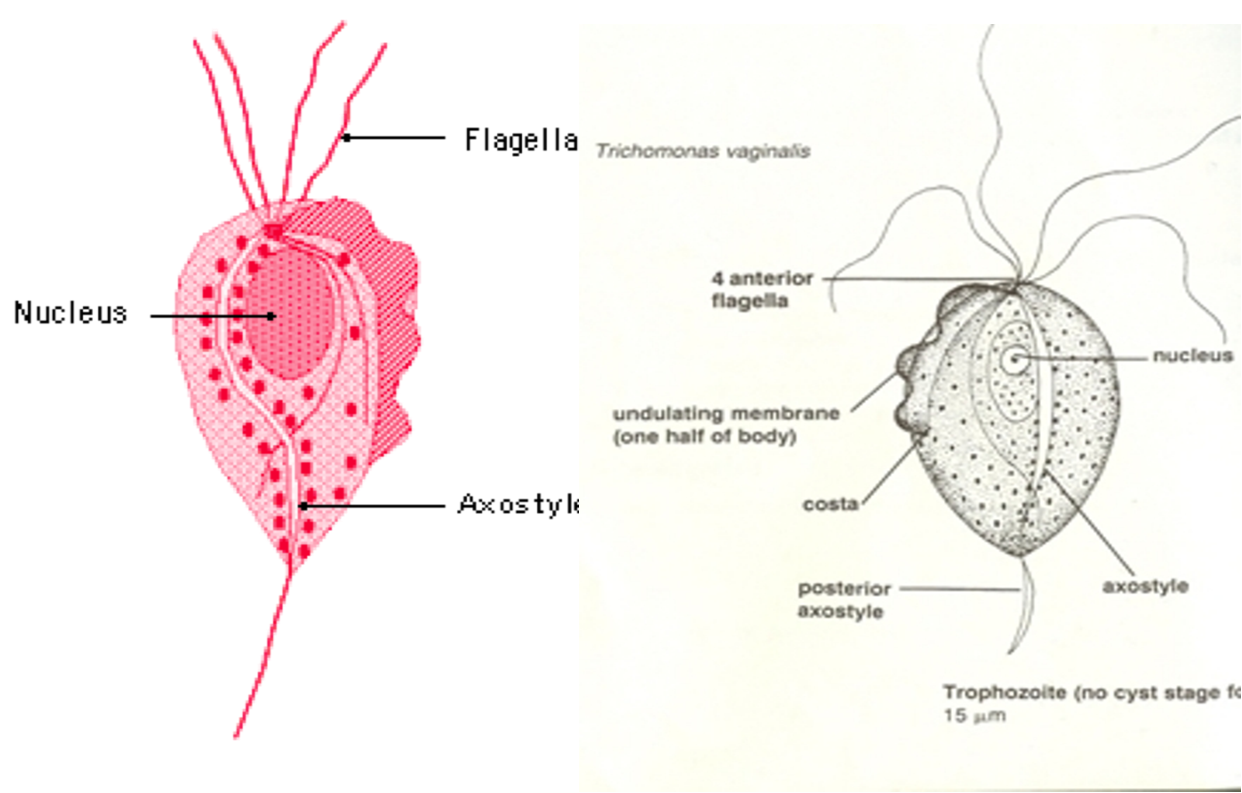 trichomonas vaginalis cyst